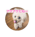 ぼく、福丸です。その6（個別スタンプ：15）