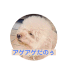 ぼく、福丸です。その6（個別スタンプ：17）