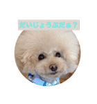 ぼく、福丸です。その6（個別スタンプ：20）