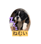 one・ダ・full（個別スタンプ：1）