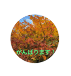 立山kinko（個別スタンプ：33）