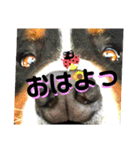 バーニーズ超大型犬55kgかわいいバディ（個別スタンプ：1）