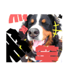 バーニーズ超大型犬55kgかわいいバディ（個別スタンプ：3）
