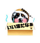 バーニーズ超大型犬55kgかわいいバディ（個別スタンプ：6）