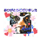 バーニーズ超大型犬55kgかわいいバディ（個別スタンプ：9）