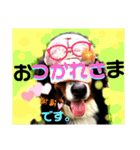 バーニーズ超大型犬55kgかわいいバディ（個別スタンプ：11）