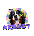 バーニーズ超大型犬55kgかわいいバディ（個別スタンプ：13）