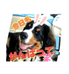 バーニーズ超大型犬55kgかわいいバディ（個別スタンプ：14）