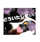 バーニーズ超大型犬55kgかわいいバディ（個別スタンプ：15）