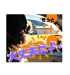 バーニーズ超大型犬55kgかわいいバディ（個別スタンプ：16）