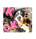 バーニーズ超大型犬55kgかわいいバディ（個別スタンプ：18）