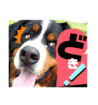 バーニーズ超大型犬55kgかわいいバディ（個別スタンプ：19）