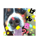 バーニーズ超大型犬55kgかわいいバディ（個別スタンプ：20）