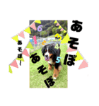 バーニーズ超大型犬55kgかわいいバディ（個別スタンプ：21）