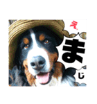バーニーズ超大型犬55kgかわいいバディ（個別スタンプ：23）