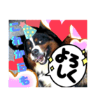 バーニーズ超大型犬55kgかわいいバディ（個別スタンプ：24）