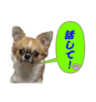 わんこのあんず（個別スタンプ：9）