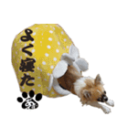 わんこのあんず（個別スタンプ：16）