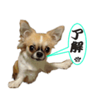 わんこのあんず（個別スタンプ：17）