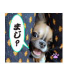 わんこのあんず（個別スタンプ：21）