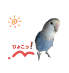 うちのインコ4（個別スタンプ：1）