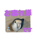 うちのインコ4（個別スタンプ：2）