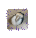 うちのインコ4（個別スタンプ：3）