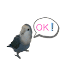 うちのインコ4（個別スタンプ：4）