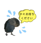 うちのインコ4（個別スタンプ：5）