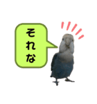 うちのインコ4（個別スタンプ：6）