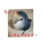 うちのインコ4（個別スタンプ：7）