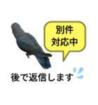 うちのインコ4（個別スタンプ：8）