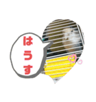 うちのインコ4（個別スタンプ：9）