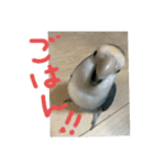 うちのインコ4（個別スタンプ：10）