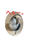 うちのインコ4（個別スタンプ：11）