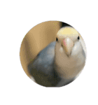 うちのインコ4（個別スタンプ：12）