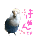 うちのインコ4（個別スタンプ：13）