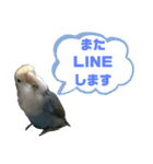 うちのインコ4（個別スタンプ：14）