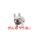 フレブルのマイル7（個別スタンプ：3）