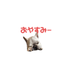 フレブルのマイル7（個別スタンプ：12）