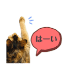 ねこのかぷとソル(時々実家ねこ)（個別スタンプ：1）