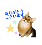 ねこのかぷとソル(時々実家ねこ)（個別スタンプ：2）