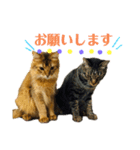 ねこのかぷとソル(時々実家ねこ)（個別スタンプ：3）