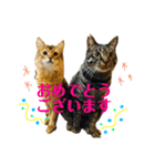 ねこのかぷとソル(時々実家ねこ)（個別スタンプ：4）