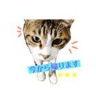 ねこのかぷとソル(時々実家ねこ)（個別スタンプ：5）