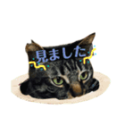 ねこのかぷとソル(時々実家ねこ)（個別スタンプ：6）