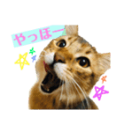 ねこのかぷとソル(時々実家ねこ)（個別スタンプ：7）