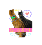 ねこのかぷとソル(時々実家ねこ)（個別スタンプ：10）