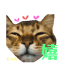 ねこのかぷとソル(時々実家ねこ)（個別スタンプ：12）