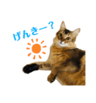 ねこのかぷとソル(時々実家ねこ)（個別スタンプ：13）